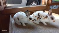 Klein Rex Kaninchen (Mini Rex), Dalmatiner