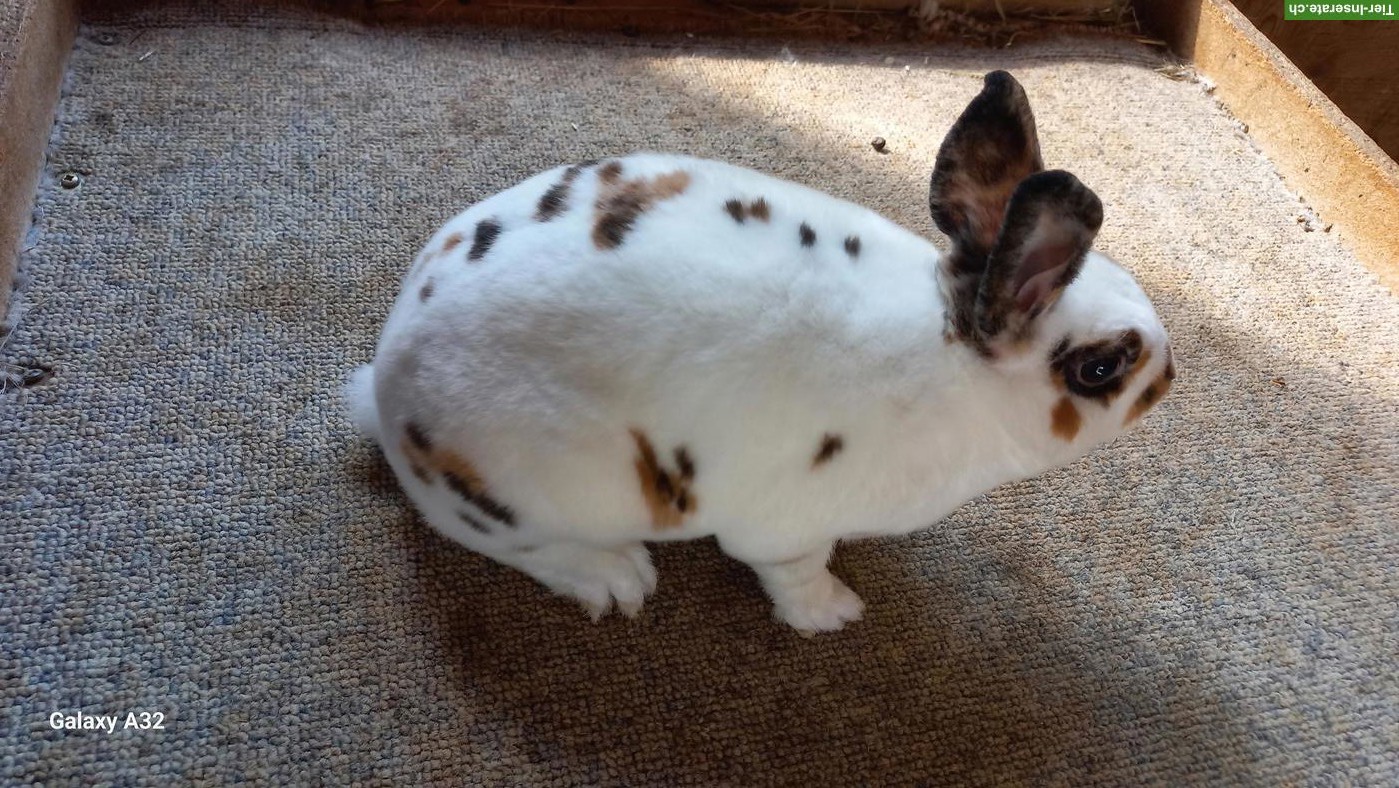 Bild 2: Klein Rex Kaninchen (Mini Rex), Dalmatiner