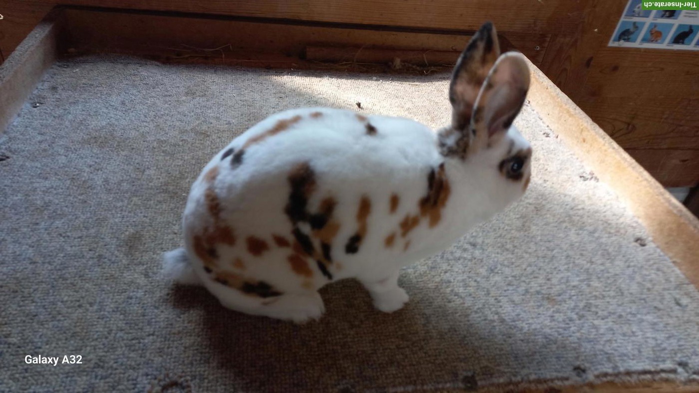 Bild 3: Klein Rex Kaninchen (Mini Rex), Dalmatiner