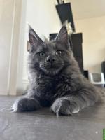 Besonders grosser Blue Smoke Maine Coon Kater sucht sein Zuhause