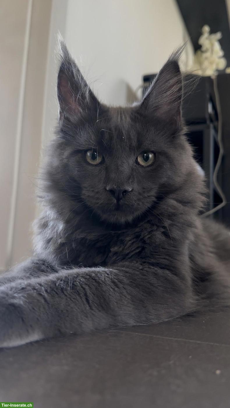 Bild 2: Besonders grosser Blue Smoke Maine Coon Kater sucht sein Zuhause