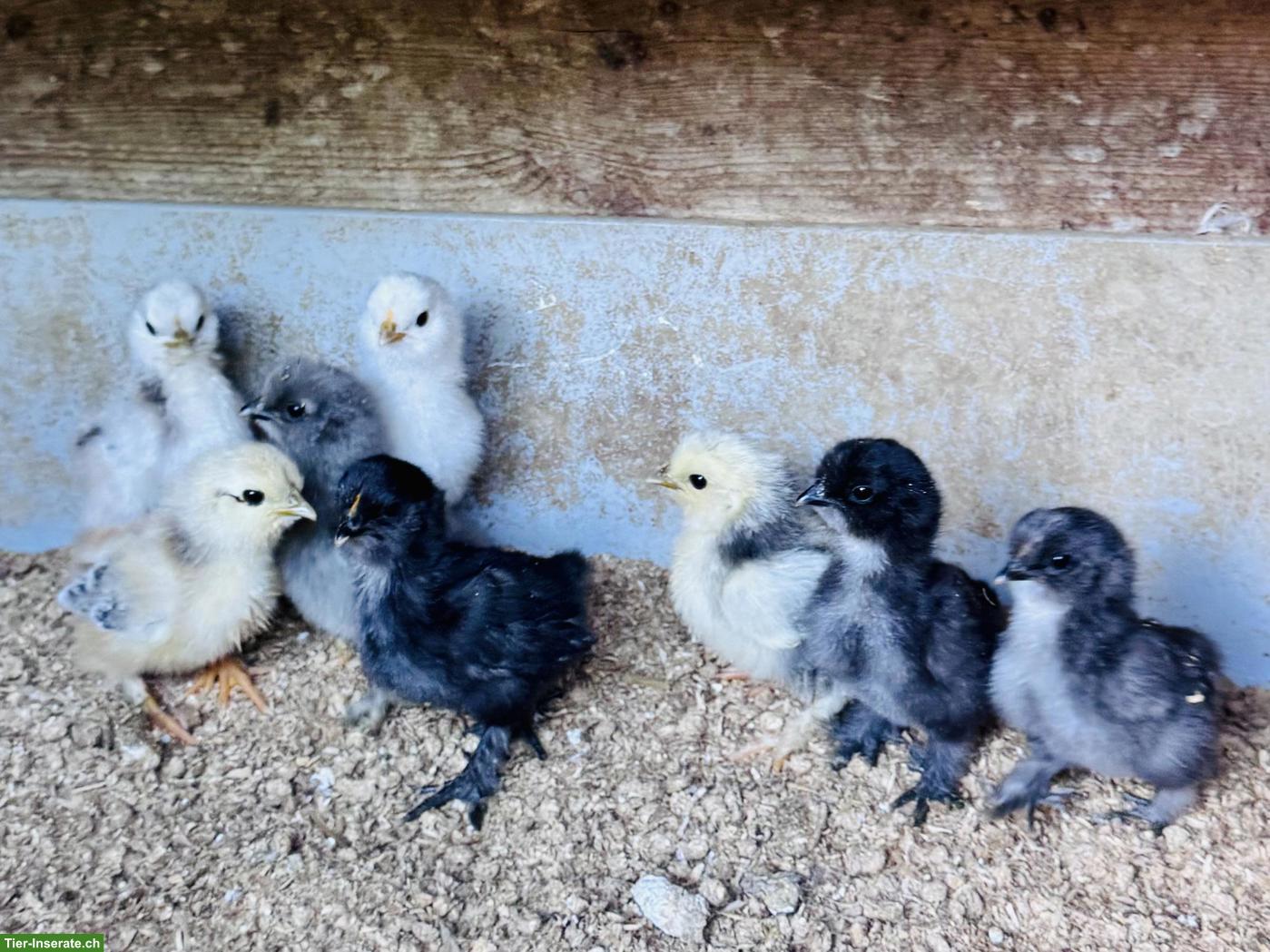 Zwerg-Cochin x US Silkie Küken