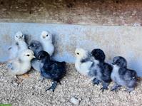 Zwerg-Cochin x US Silkie Küken