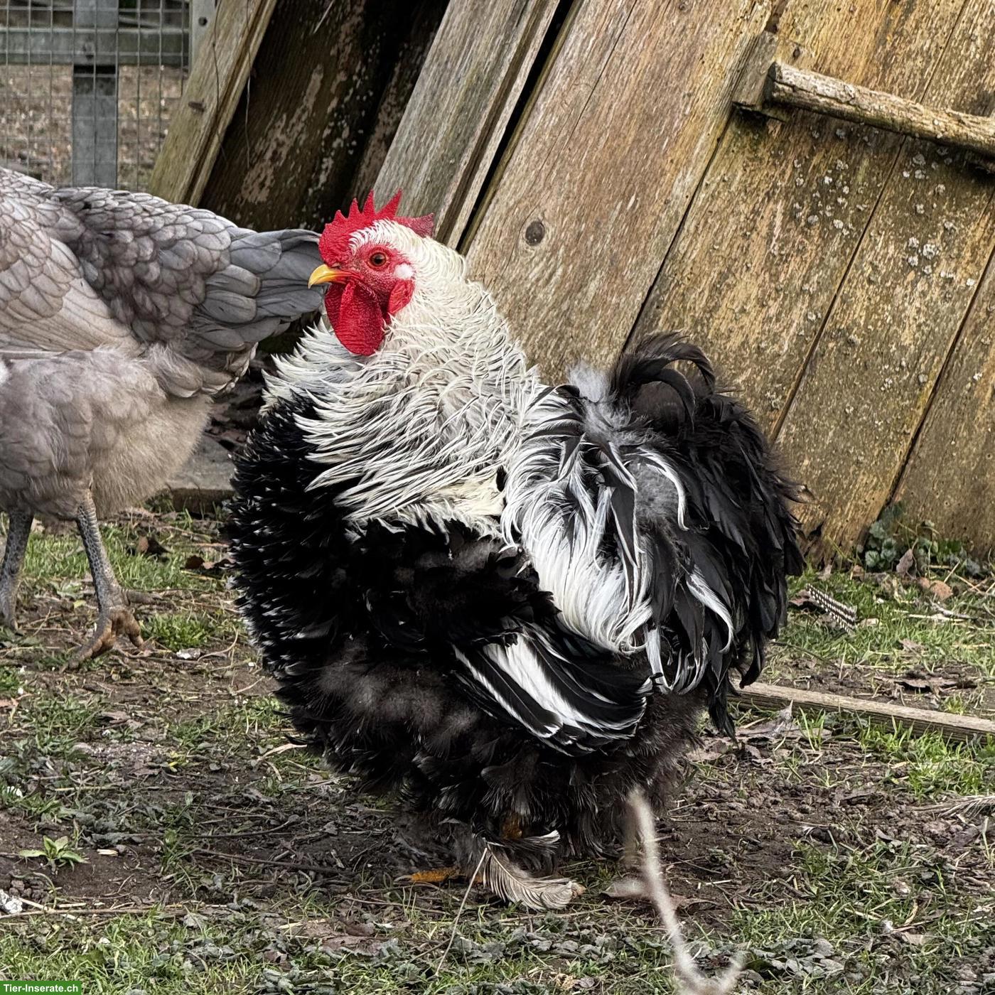 Bild 2: Zwerg-Cochin x US Silkie Küken
