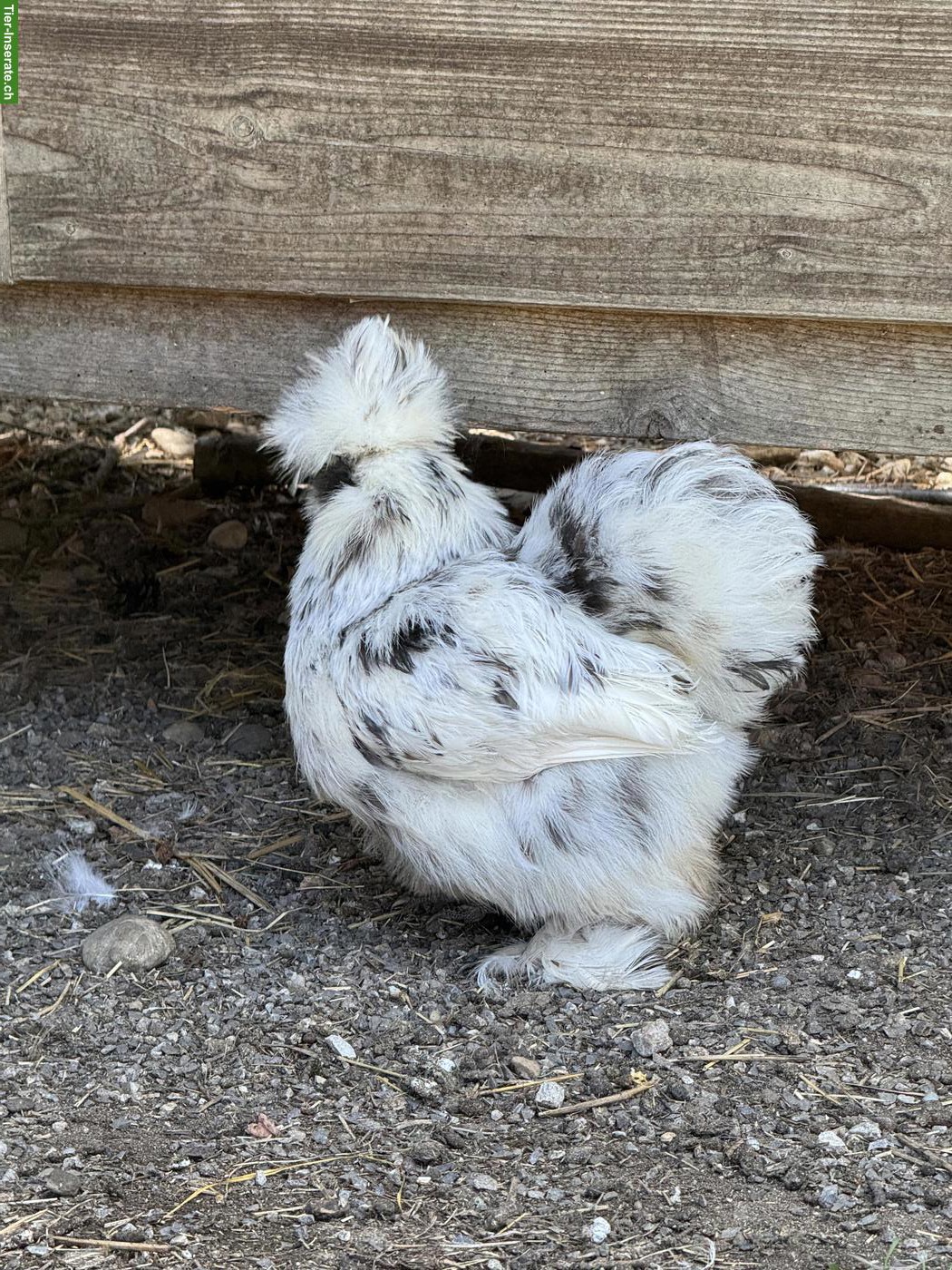 Bild 3: Zwerg-Cochin x US Silkie Küken