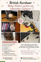 Britisch Kurzhaar Katzenbabys, Katerchen + Kätzchen