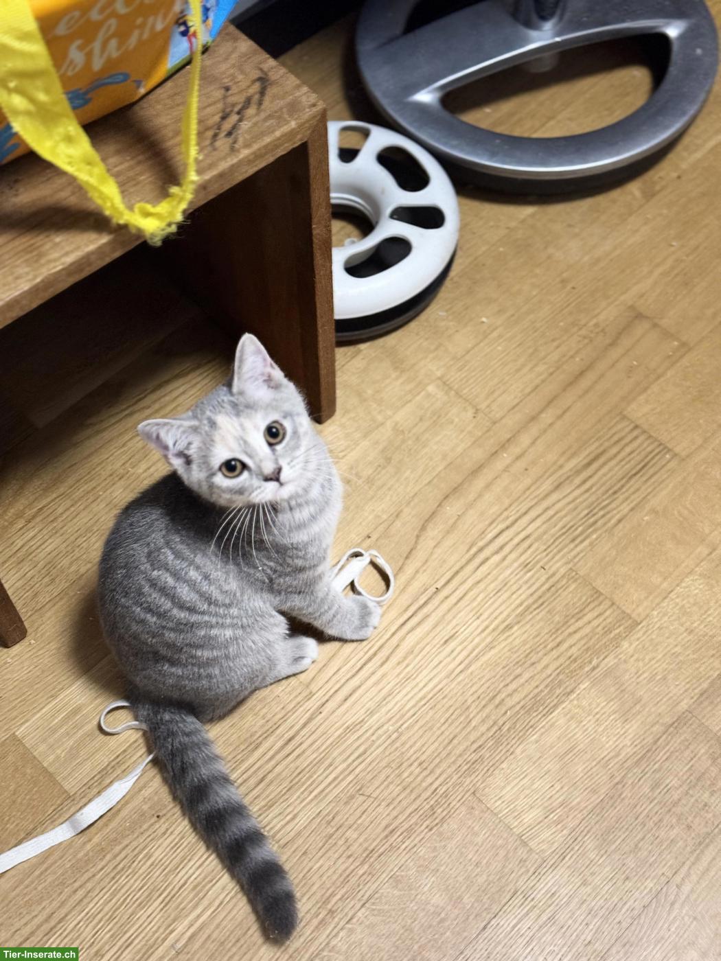 Bild 2: Britisch Kurzhaar Katzenbabys, Katerchen + Kätzchen