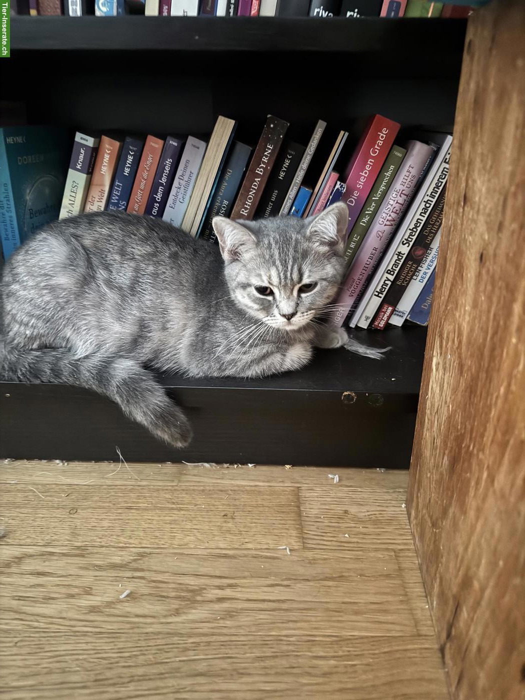 Bild 3: Britisch Kurzhaar Katzenbabys, Katerchen + Kätzchen