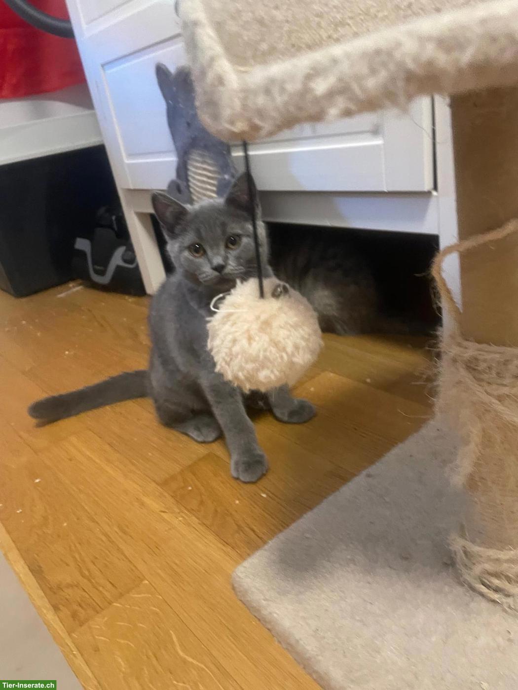 Bild 5: Britisch Kurzhaar Katzenbabys, Katerchen + Kätzchen