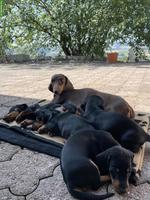 Süsse Dackelwelpen zu verkaufen