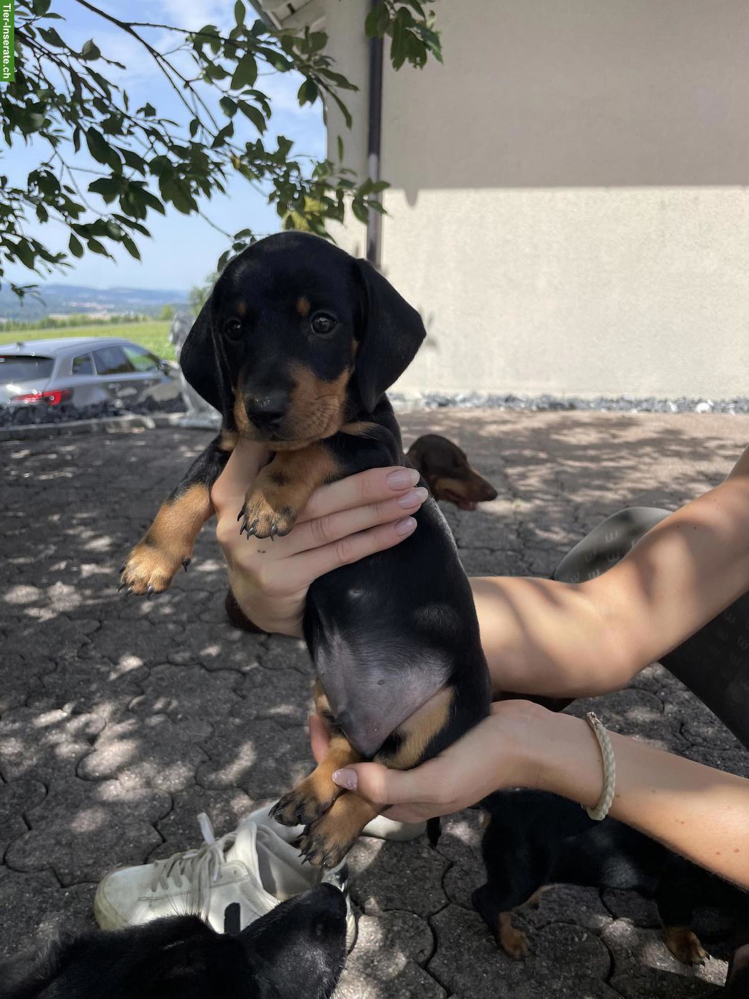 Bild 3: Süsse Dackelwelpen zu verkaufen