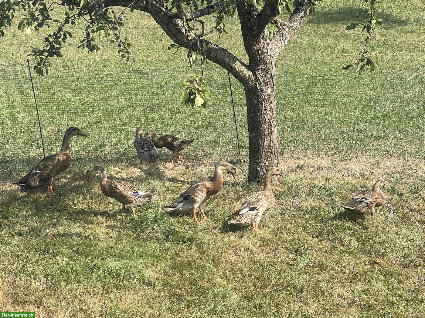 Junges Laufenten-Paar aus Naturbrut