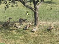 Junges Laufenten-Paar aus Naturbrut