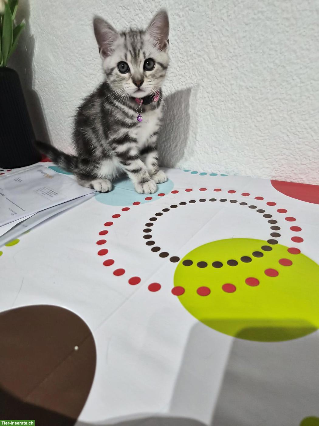 Bild 5: Zuckersüsses Kätzchen sucht Traumzuhause