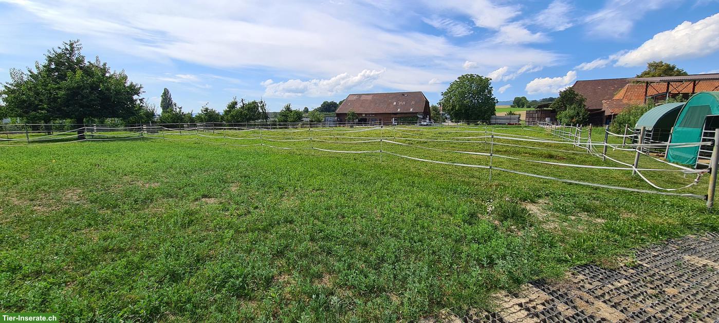 Bild 6: Pferdebox zu vermieten in Epsach BE