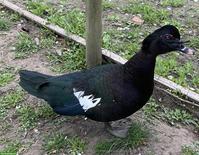 Moschusenten, ursprünglich aus Brasilien