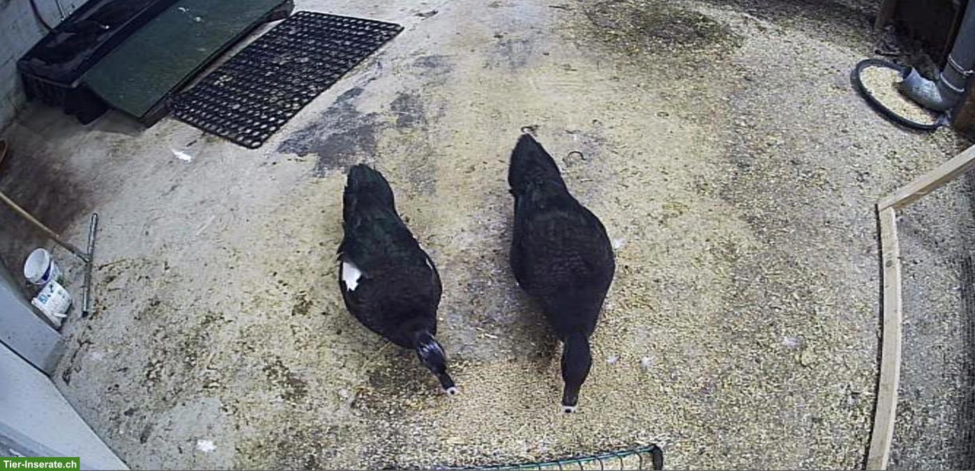 Bild 3: Moschusenten, ursprünglich aus Brasilien
