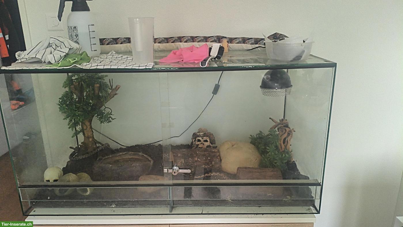 Kornnattern mit Terrarium abzugeben
