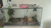 Kornnattern mit Terrarium abzugeben