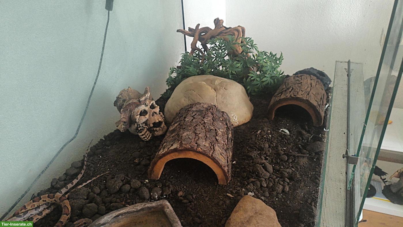 Bild 2: Kornnattern mit Terrarium abzugeben