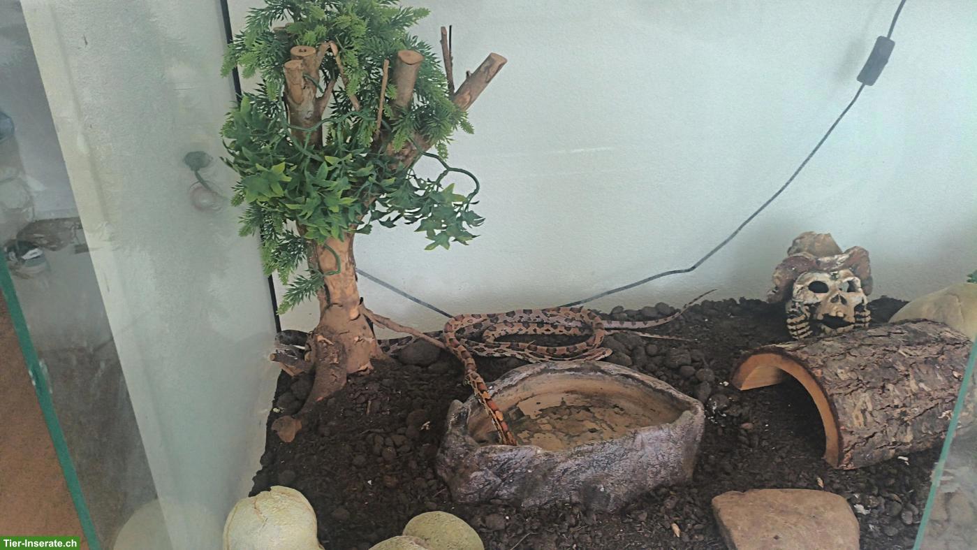 Bild 3: Kornnattern mit Terrarium abzugeben