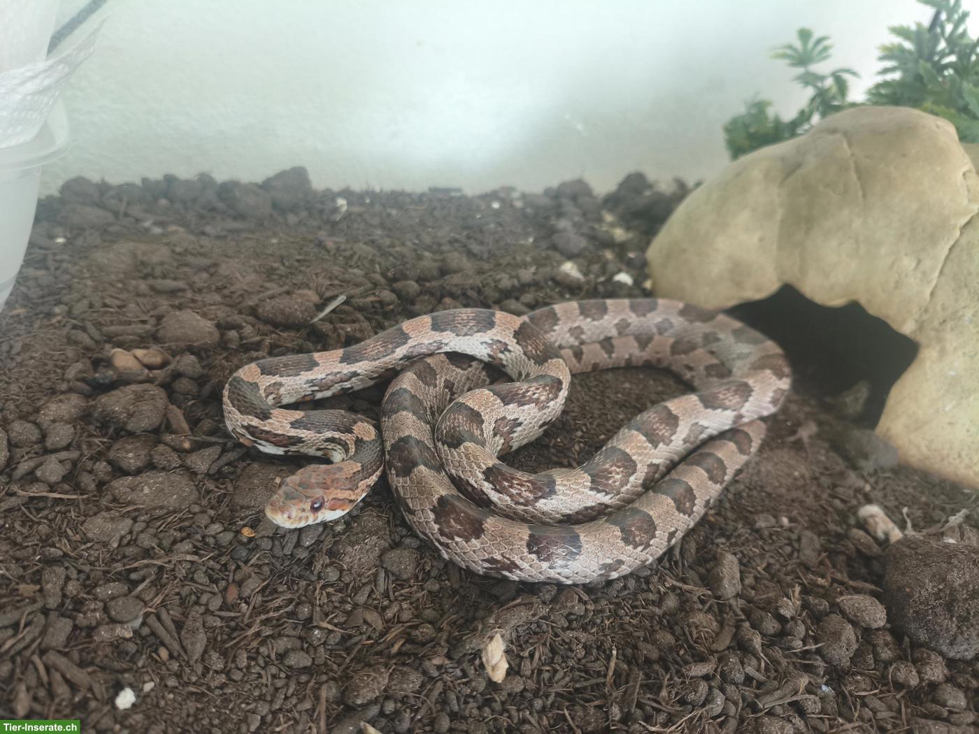 Bild 4: Kornnattern mit Terrarium abzugeben