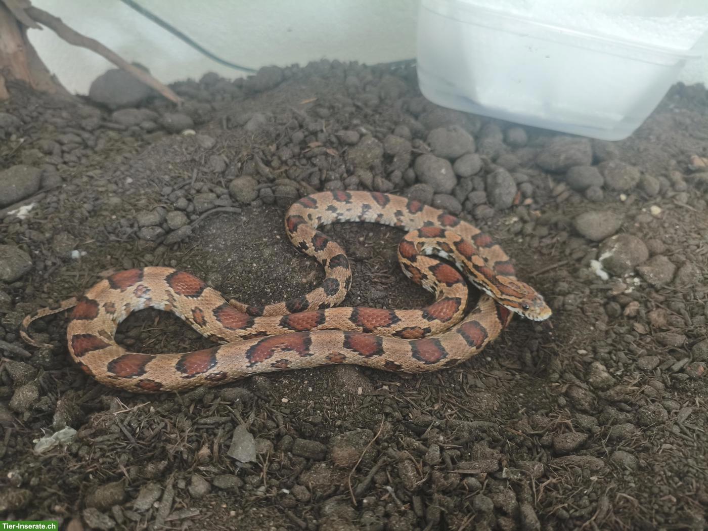 Bild 5: Kornnattern mit Terrarium abzugeben