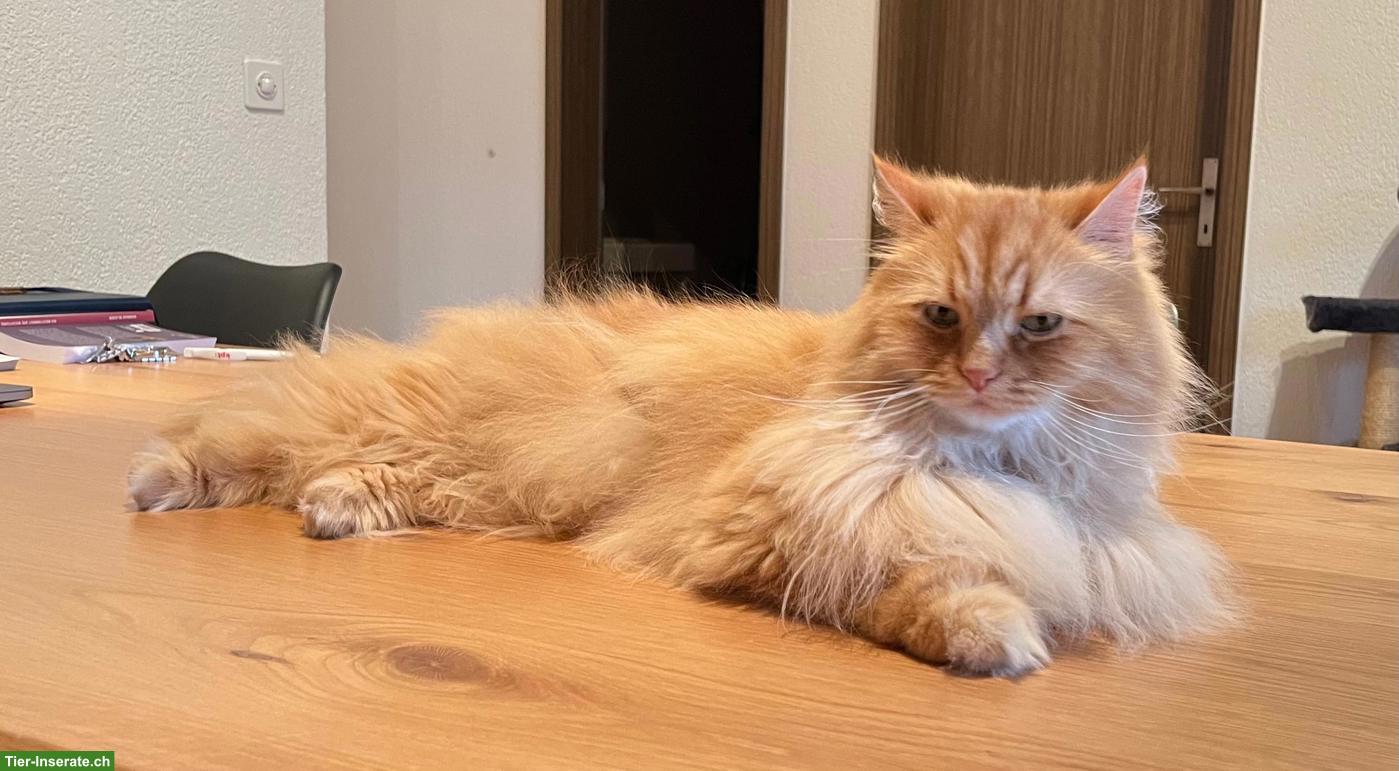 2 Kater, Luigi & Pepino, verschmuste Brüder suchen liebevolles Zuhause