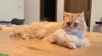 2 Kater, Luigi & Pepino, verschmuste Brüder suchen liebevolles Zuhause