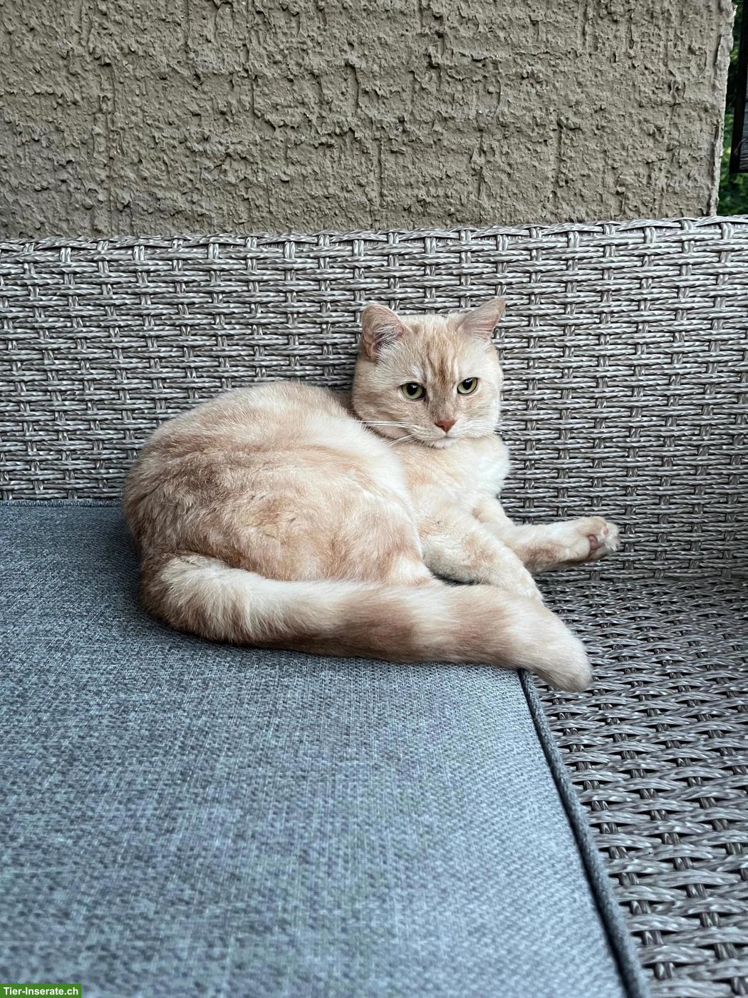 Bild 2: 2 Kater, Luigi & Pepino, verschmuste Brüder suchen liebevolles Zuhause