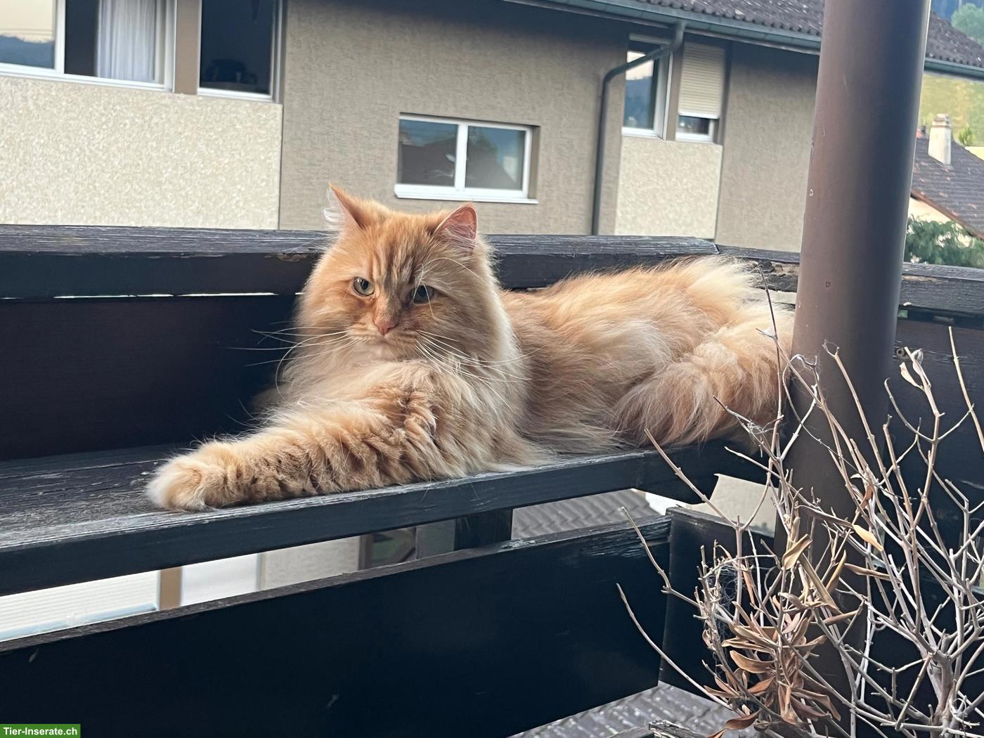 Bild 3: 2 Kater, Luigi & Pepino, verschmuste Brüder suchen liebevolles Zuhause