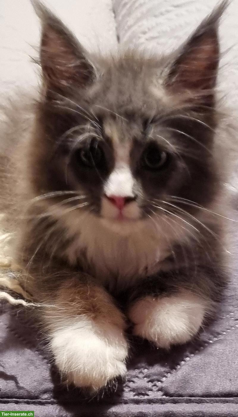 Maine Coon Kitten, Mädchen sucht ein Zuhause