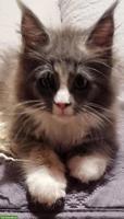 Maine Coon Kitten, Mädchen sucht ein Zuhause