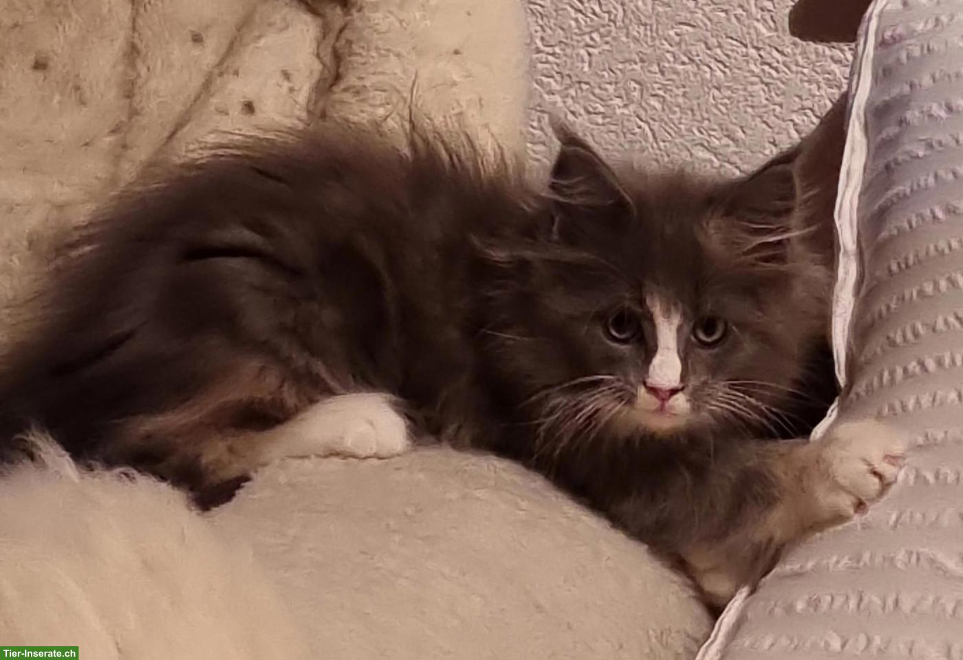 Bild 2: Maine Coon Kitten, Mädchen sucht ein Zuhause