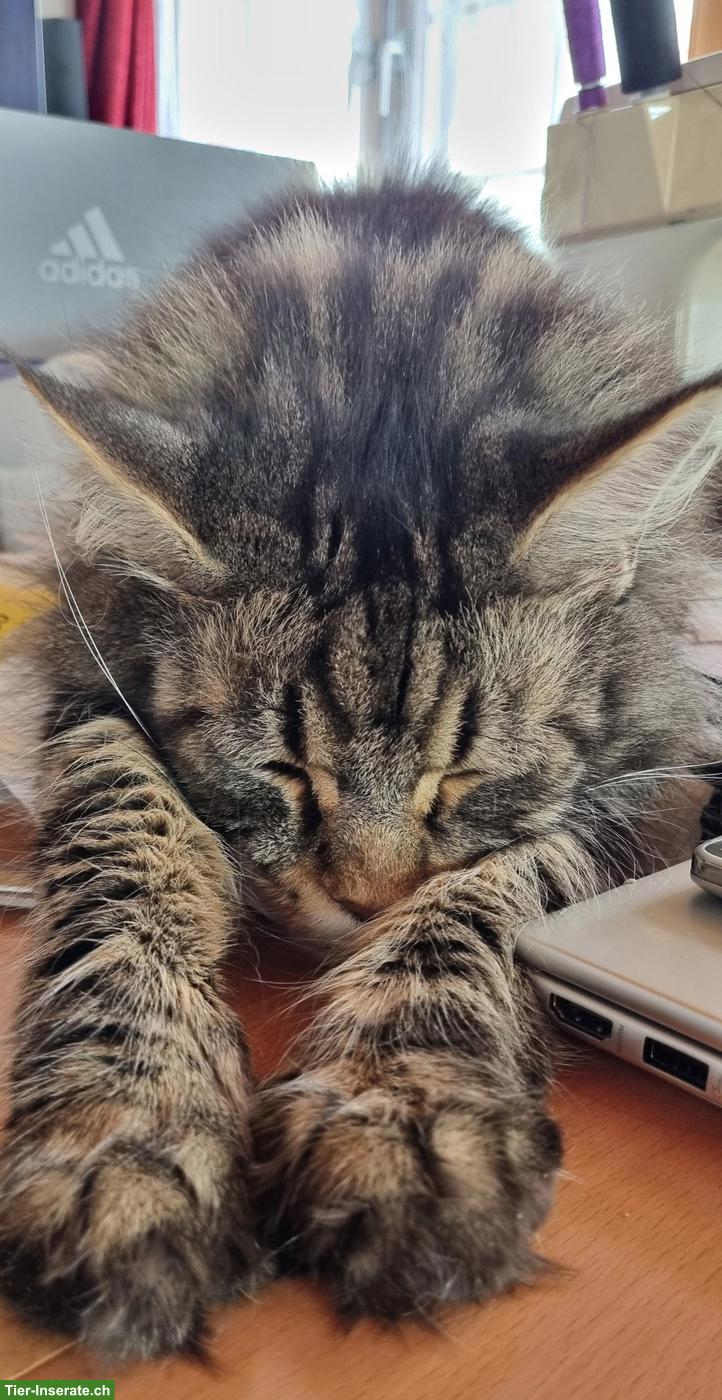 Bild 4: Maine Coon Kitten, Mädchen sucht ein Zuhause