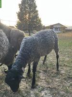 Junger Gotland Schafbock zu verkaufen