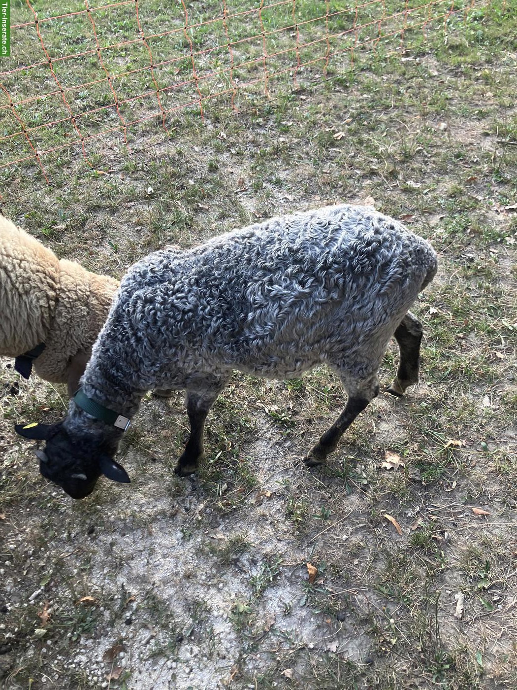 Bild 2: Junger Gotland Schafbock zu verkaufen