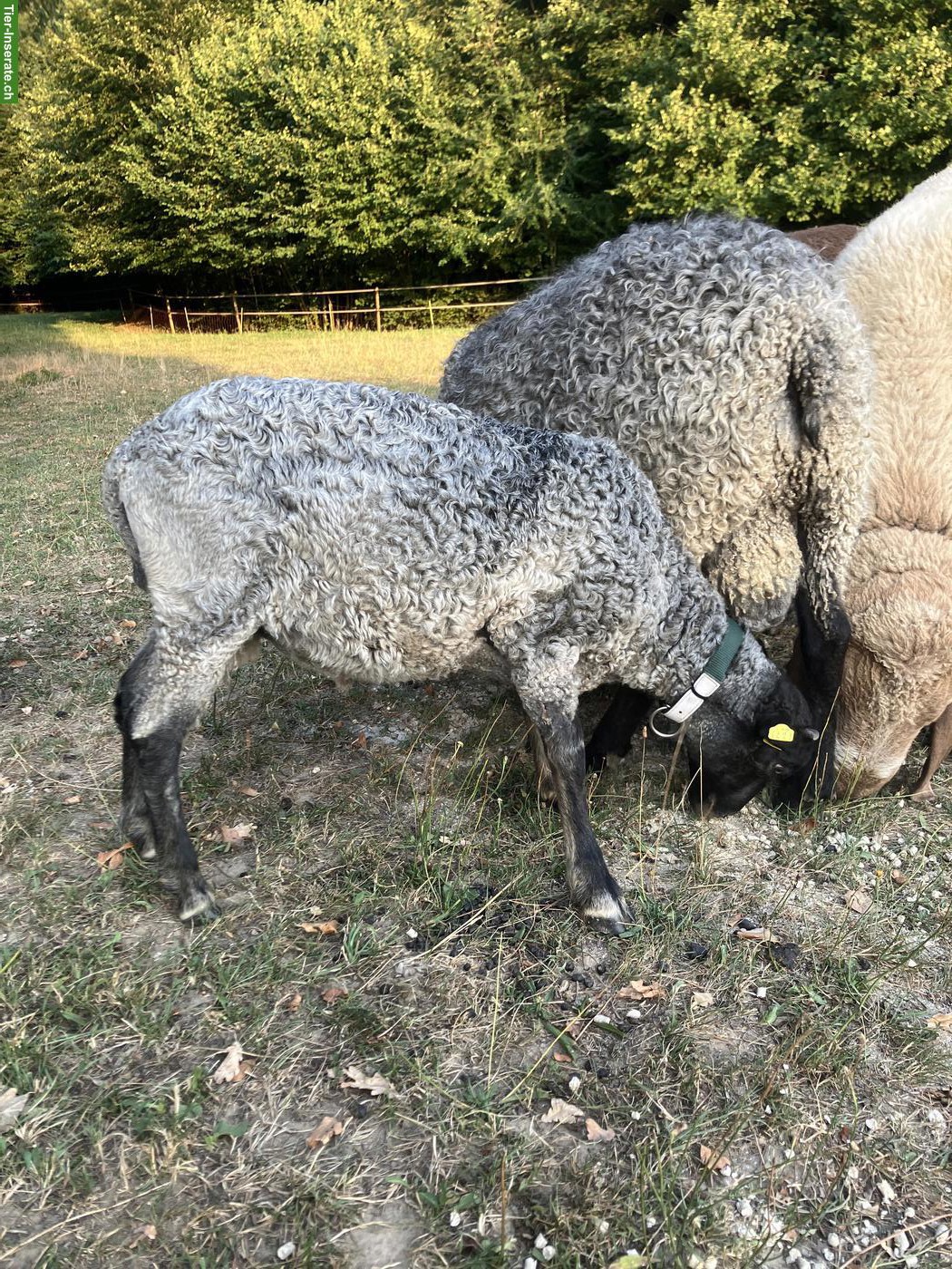 Bild 4: Junger Gotland Schafbock zu verkaufen