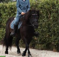 Shetlandponys, 95-107cm, geritten