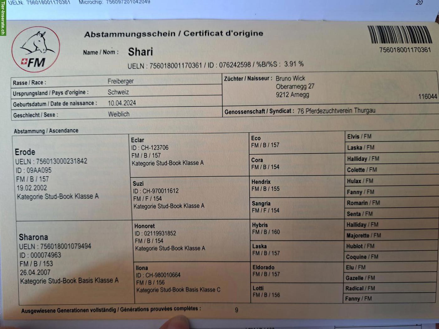 Bild 2: Anhängliche Freiberger Stute, gut 2-jährig