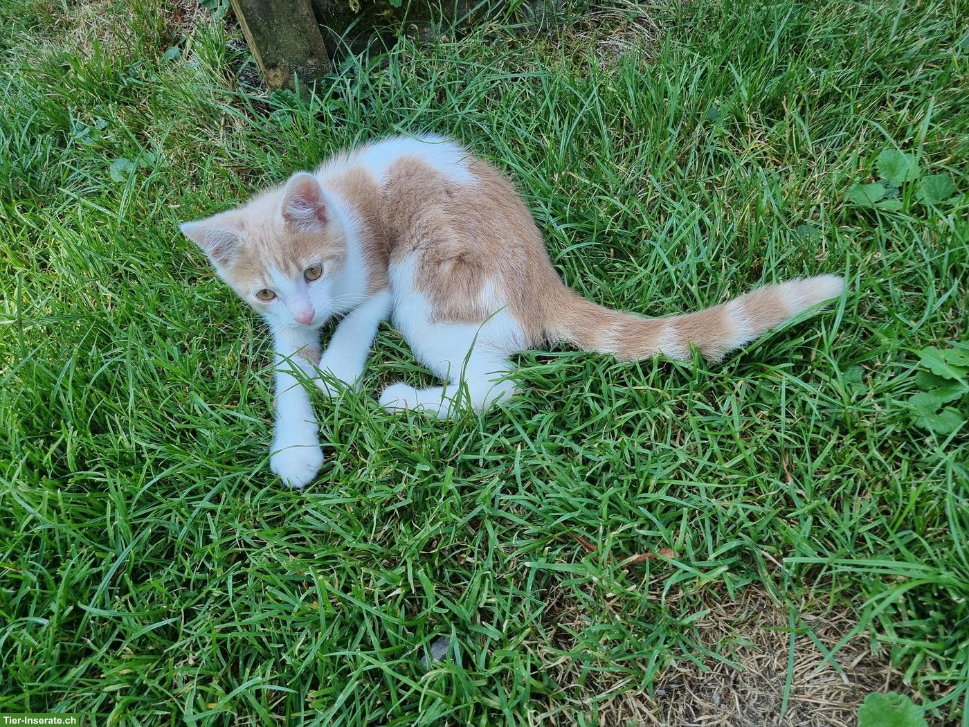 Junge Bauernhofkatze: ein rot-weisser Kater