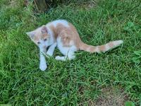 Junge Bauernhofkatze: ein rot-weisser Kater