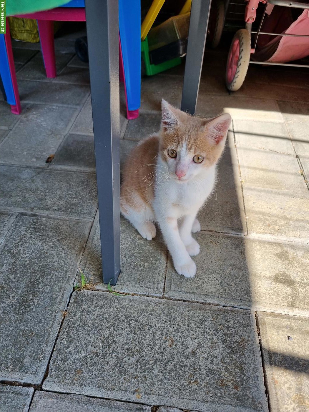Bild 2: Junge Bauernhofkatze: ein rot-weisser Kater