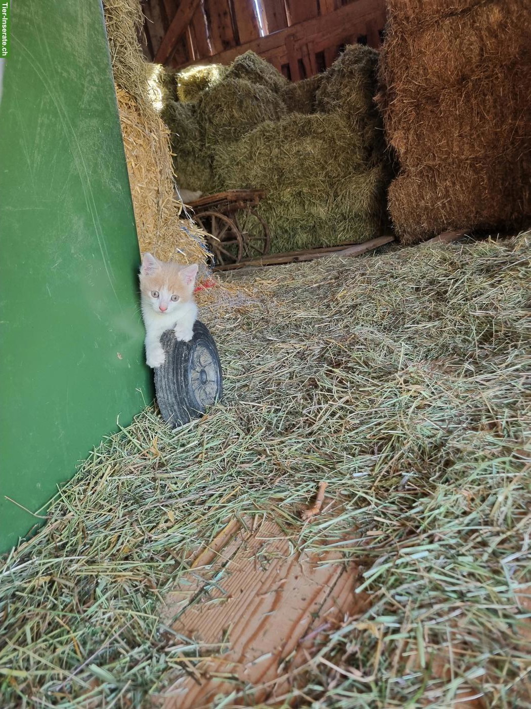 Bild 3: Junge Bauernhofkatze: ein rot-weisser Kater