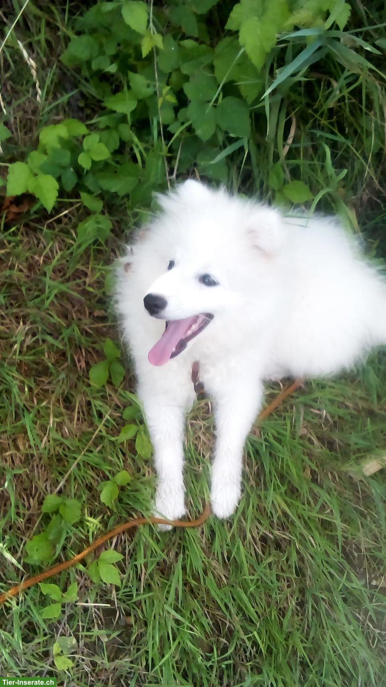 Japanspitz Welpen abzugeben