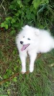 Japanspitz Welpen abzugeben