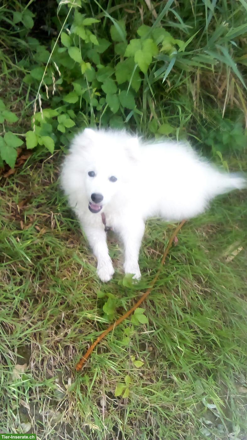 Bild 2: Japanspitz Welpen abzugeben