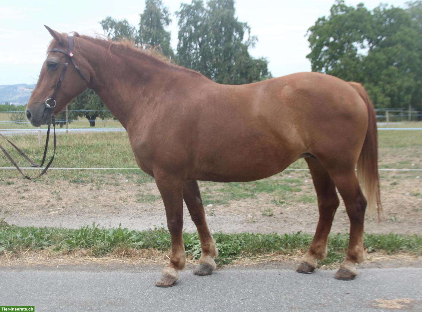 Bild 2: Freibergerstute, top Anfängerpferd