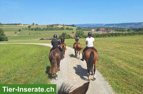 Bild 3: Freibergerstute, top Anfängerpferd