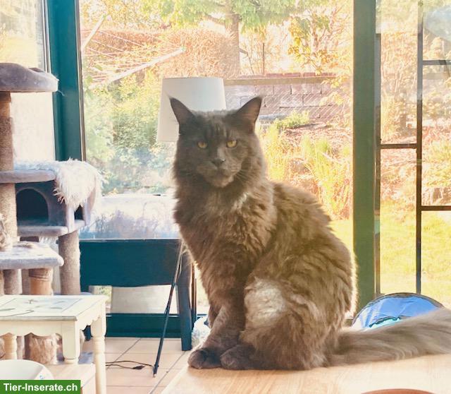 Maine Coon Kater sucht Diabetes-erfahrenes Herzenszuhause